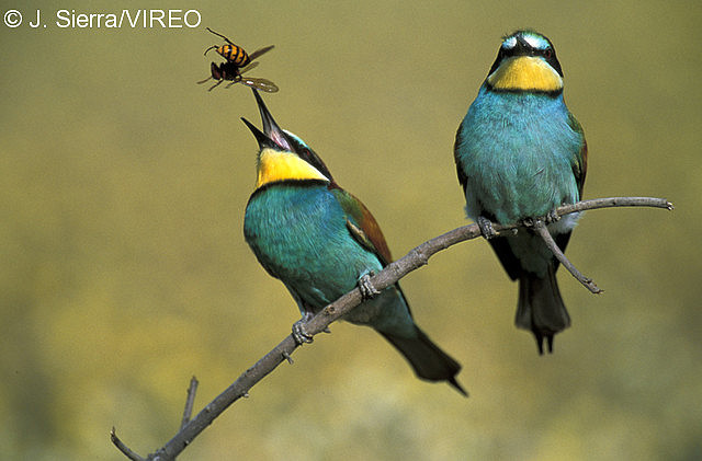 European Bee-eater s68-1-107.jpg